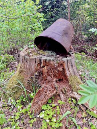 Meeskonnatöö matk paralepa metsarajal