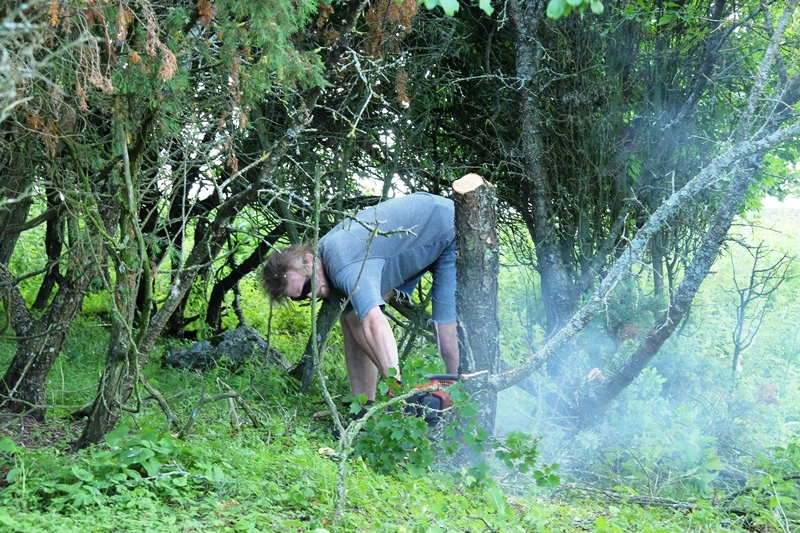 Türnpuu saagimine on vaevaline